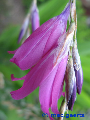 Dierama jucundum